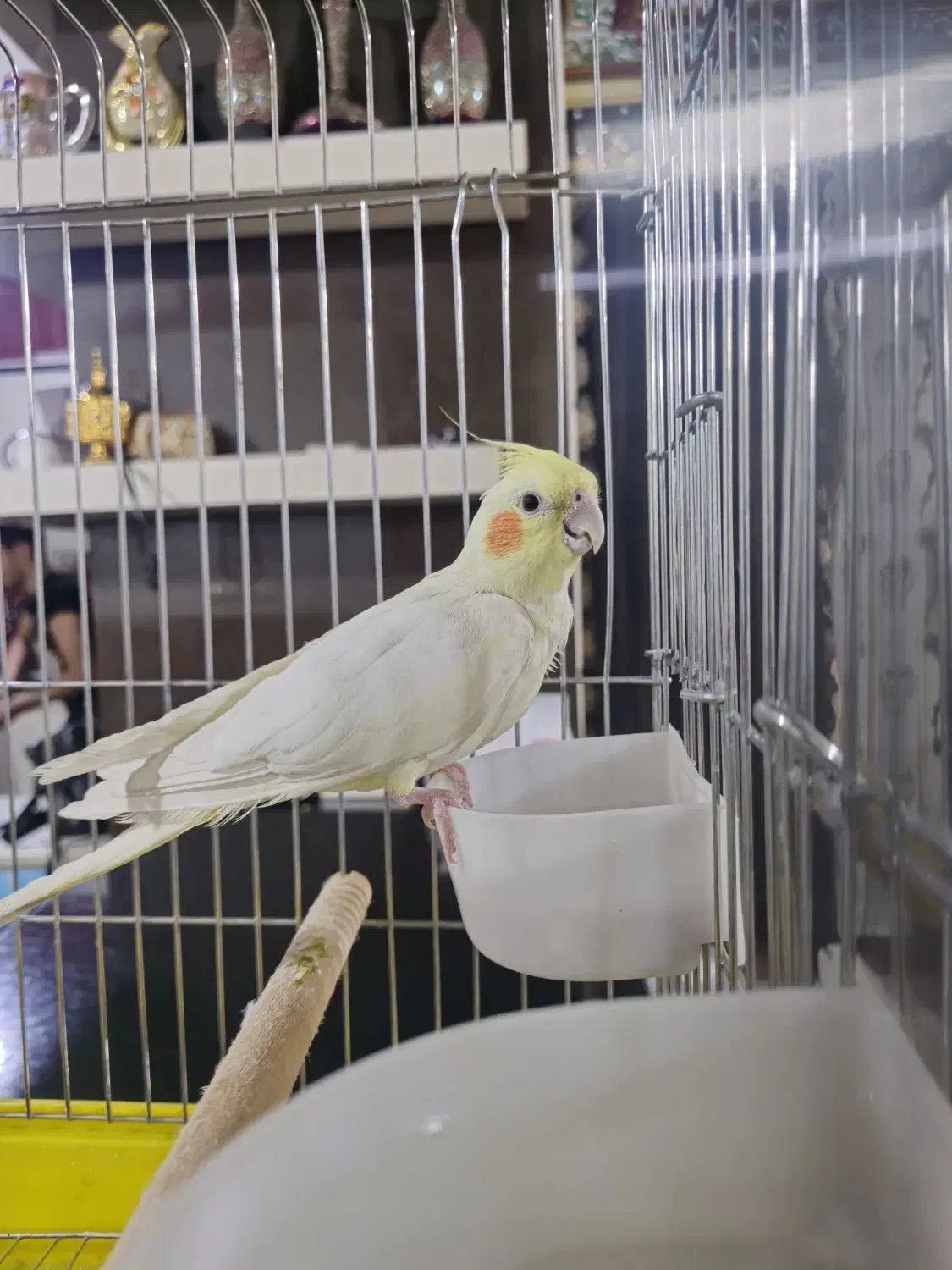 عروس هلندی با قفس|پرنده|سراوان, |دیوار