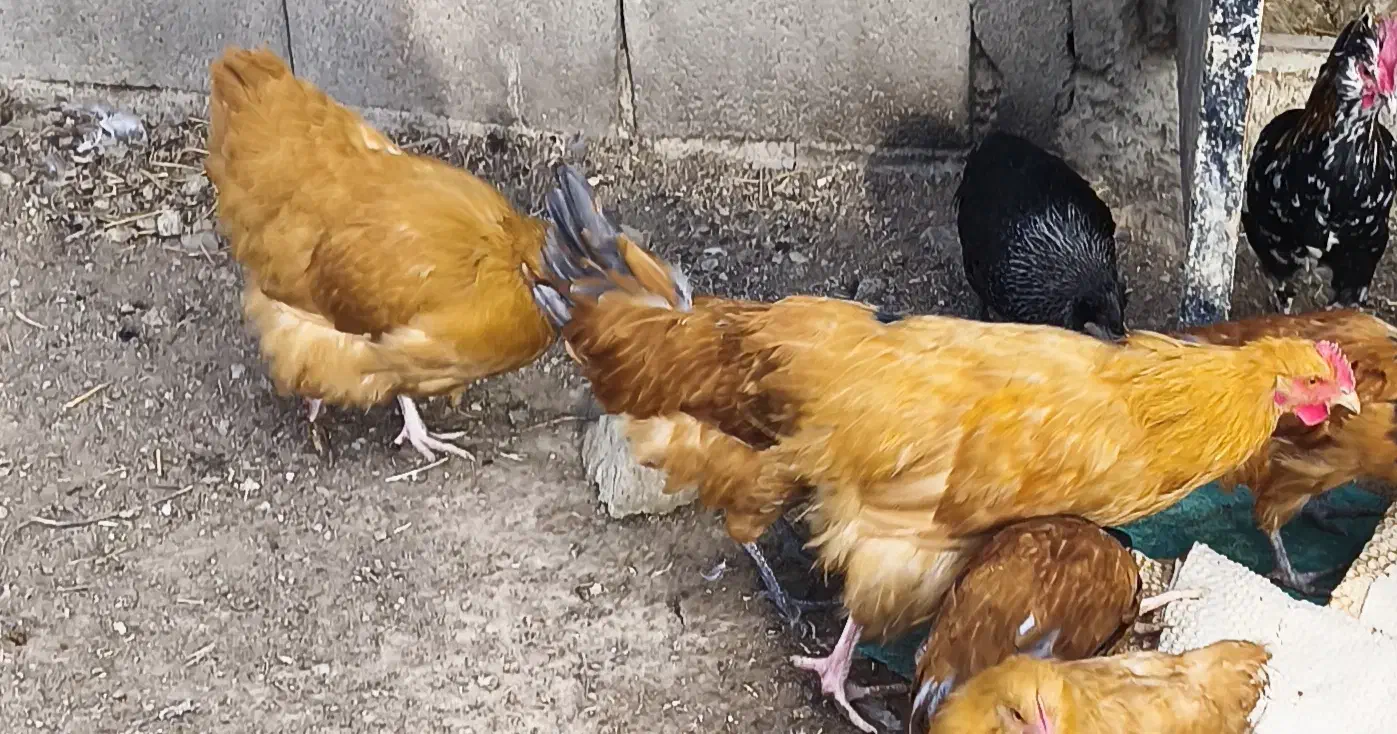 جوجه، نیمچه،مرغ،تخم زینتی اورپینگتون،ورورک|حیوانات مزرعه|رباط‌کریم, رباط‌کریم|دیوار