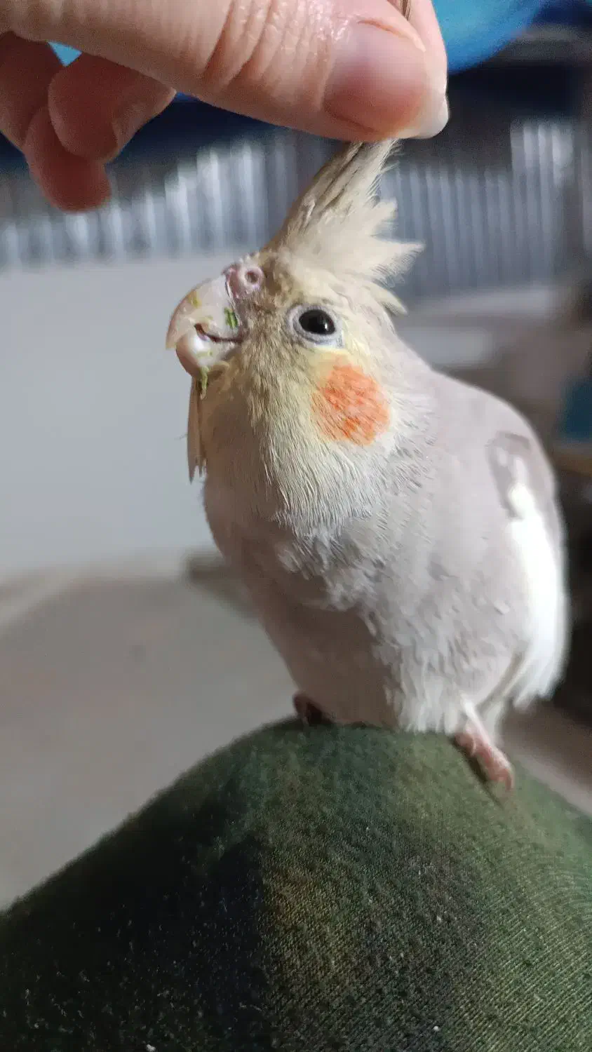 جوجه عروس هلندی فقط همین رنگ موجوده|پرنده|شاهرود, |دیوار