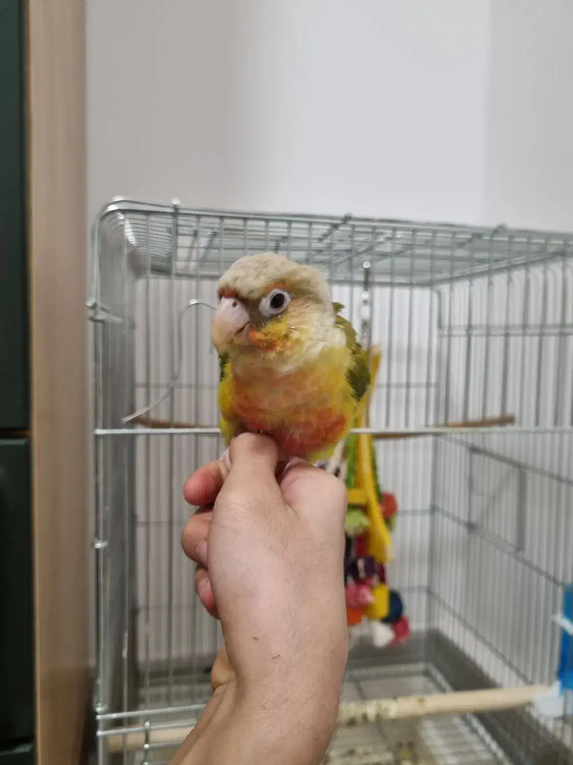 طوطی گرینچیک دستی بازیگوش با قفس بزرگ|پرنده|داراب, |دیوار