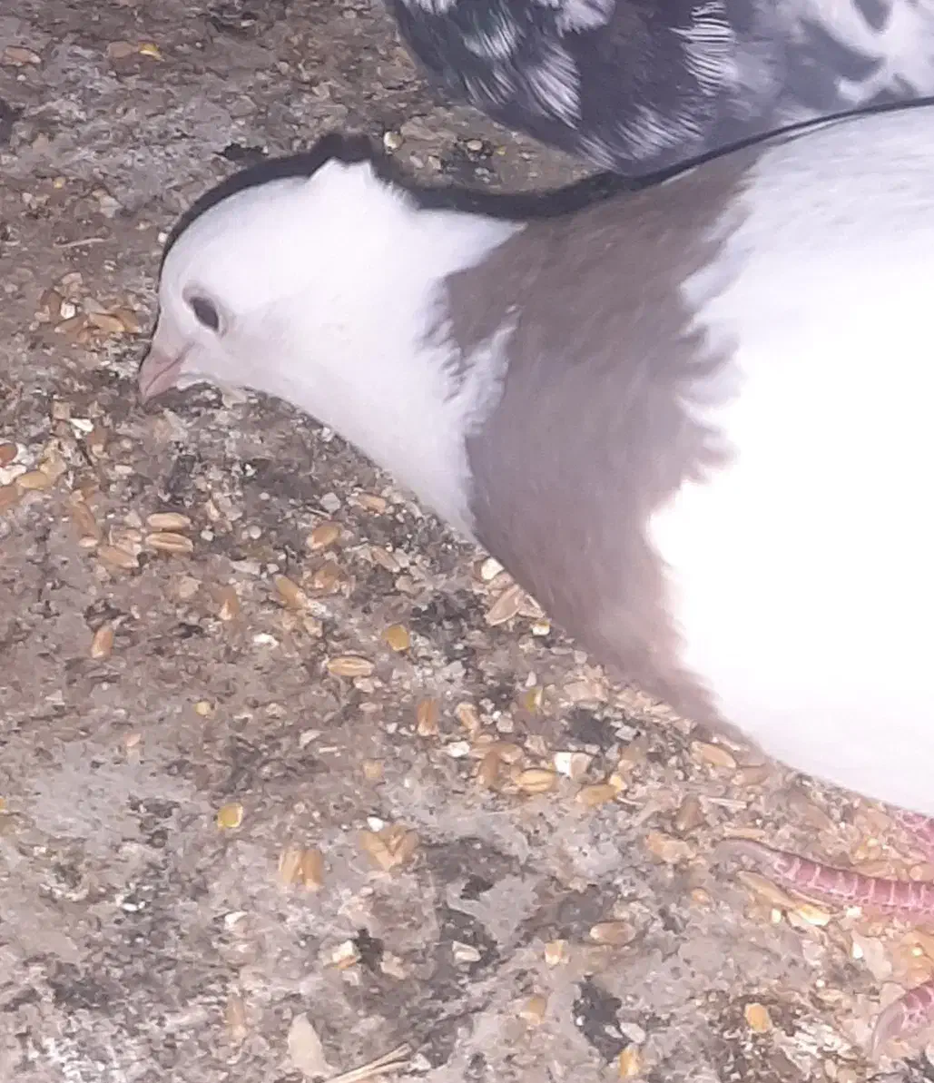 کبوتر گم شده|حیوانات|تاکستان, |دیوار