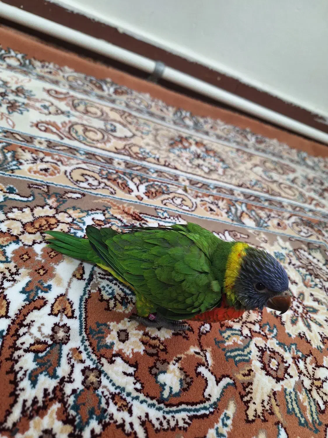 طوطی لوریکیت|پرنده|تهران, باشگاه نفت|دیوار