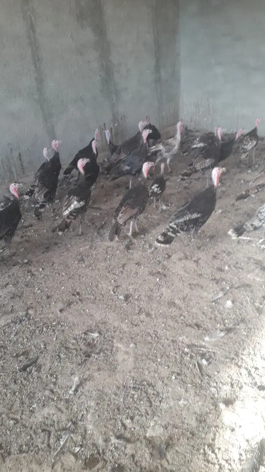 بوقلمون خونگی|حیوانات مزرعه|یزد, |دیوار