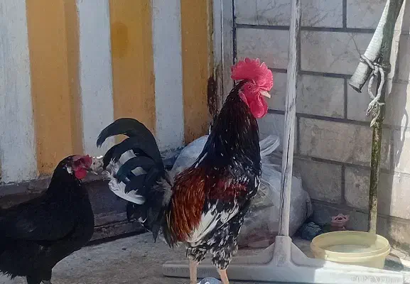 مرغ و خروس اصل عرب|حیوانات مزرعه|اهواز, فتح|دیوار