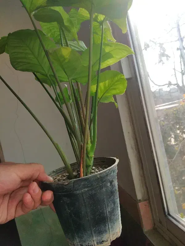 فروش ویژه گل های سینگونیوم|گل و گیاه طبیعی|بجنورد, |دیوار