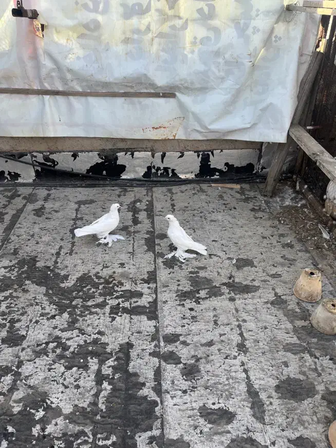 کبوتر|پرنده|تبریز, |دیوار