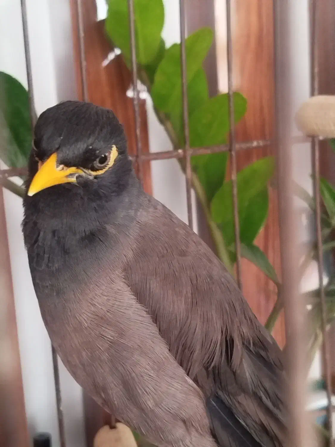 یک عدد مرغ مینا و سیره پرصورتی|پرنده|تهران, تهرانسر غربی|دیوار