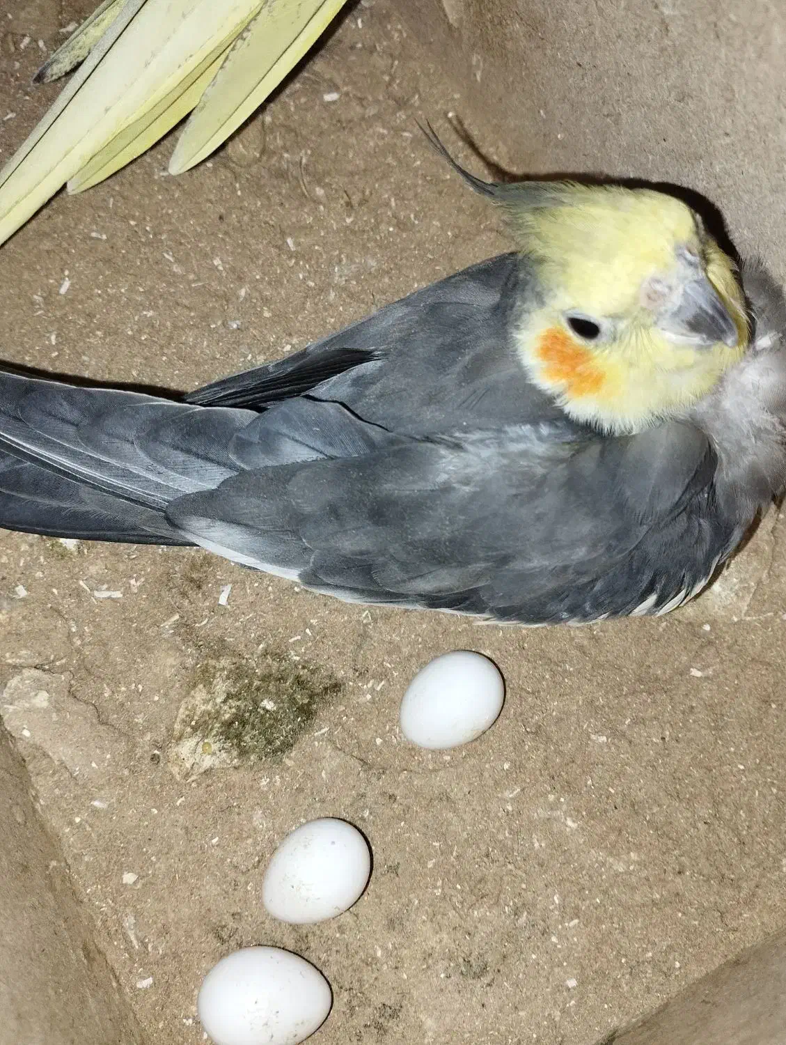 جفت عروس هلندی شرط مولد نر دستی ۳تا تخم هم دارن|پرنده|شوش, |دیوار