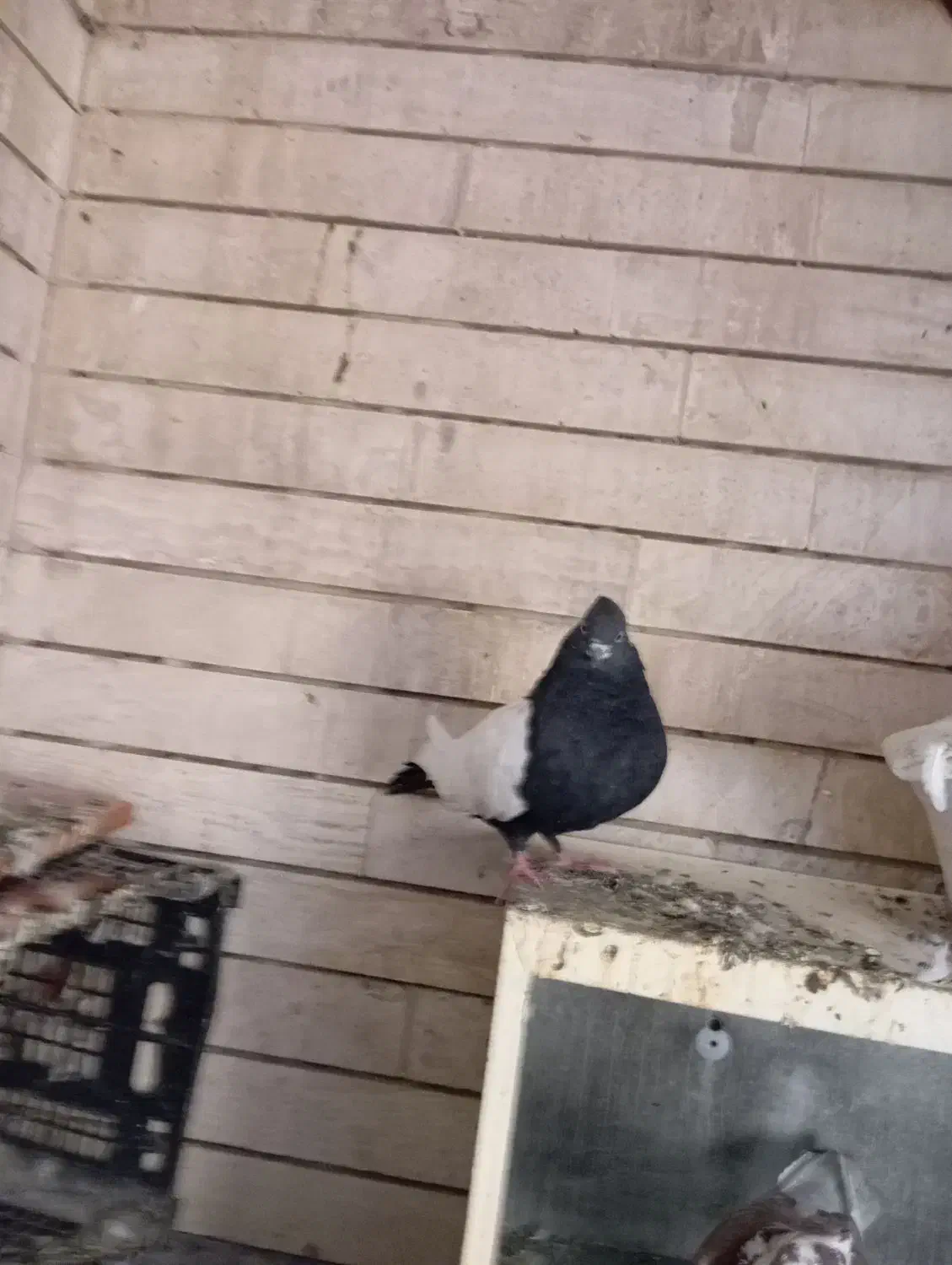 سرخ باسینه ایی|پرنده|خرمشهر, |دیوار