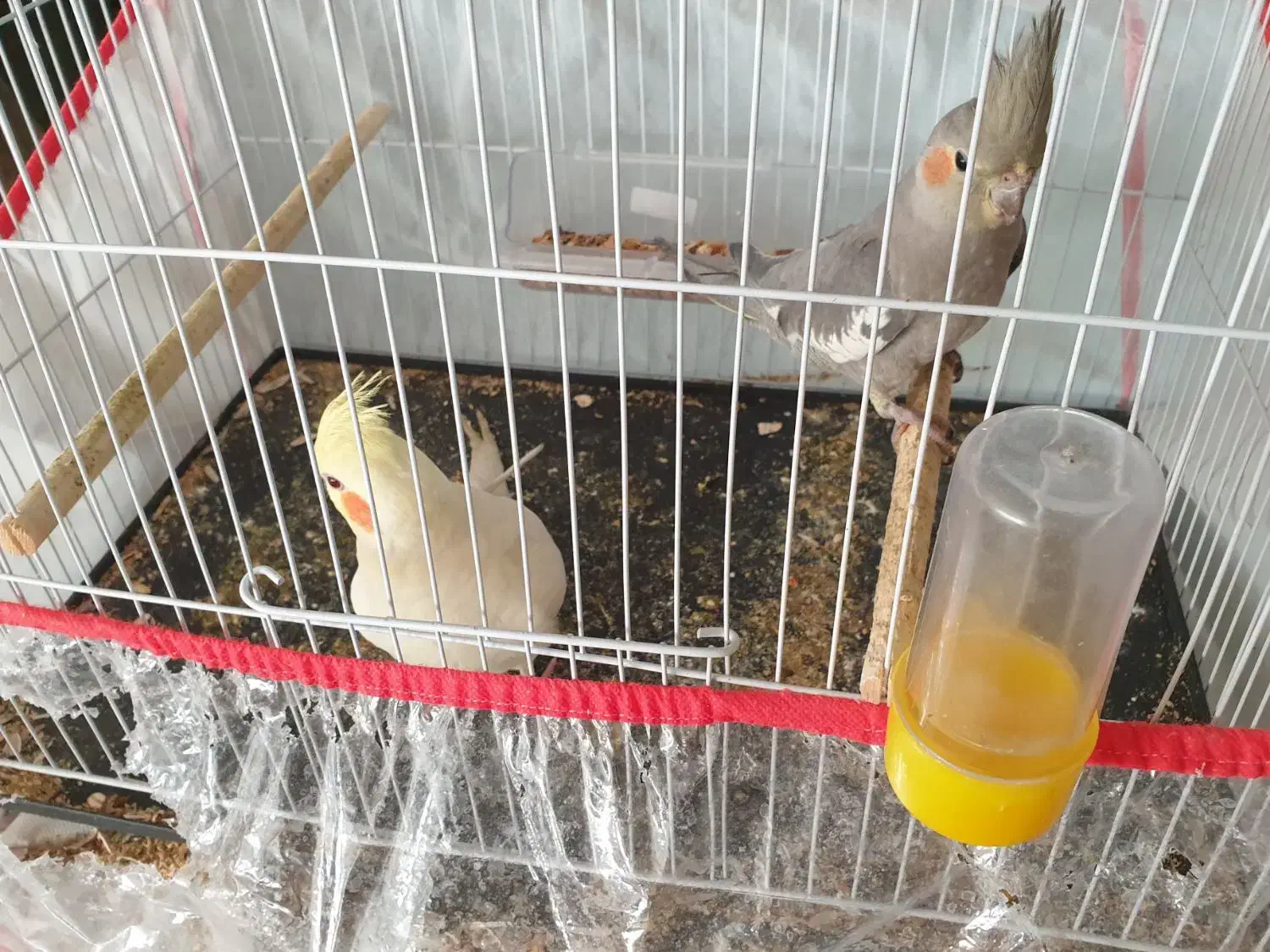 دو عدد طوطی عروس هلندی اهلی و خوشگل|پرنده|سبزوار, امیر کبیر|دیوار