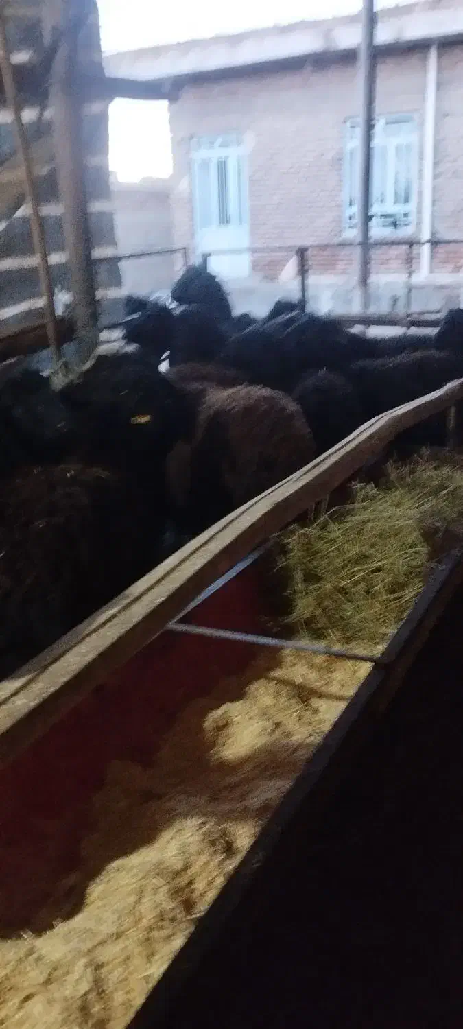 گوسفندنر|حیوانات مزرعه|لیلان, |دیوار