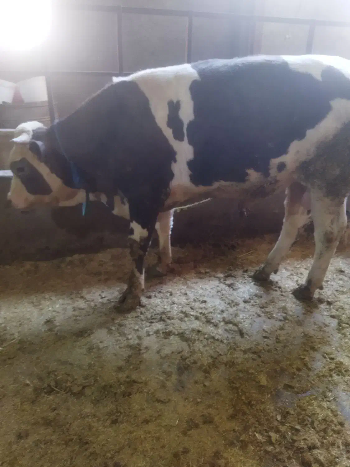 گوساله نرسمینتال|حیوانات مزرعه|بروجرد, |دیوار