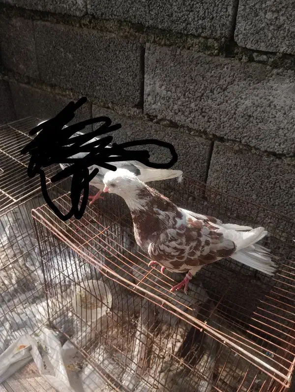 چند عدد کبوتر .سرخ‌.سرور|پرنده|لنگرود, |دیوار