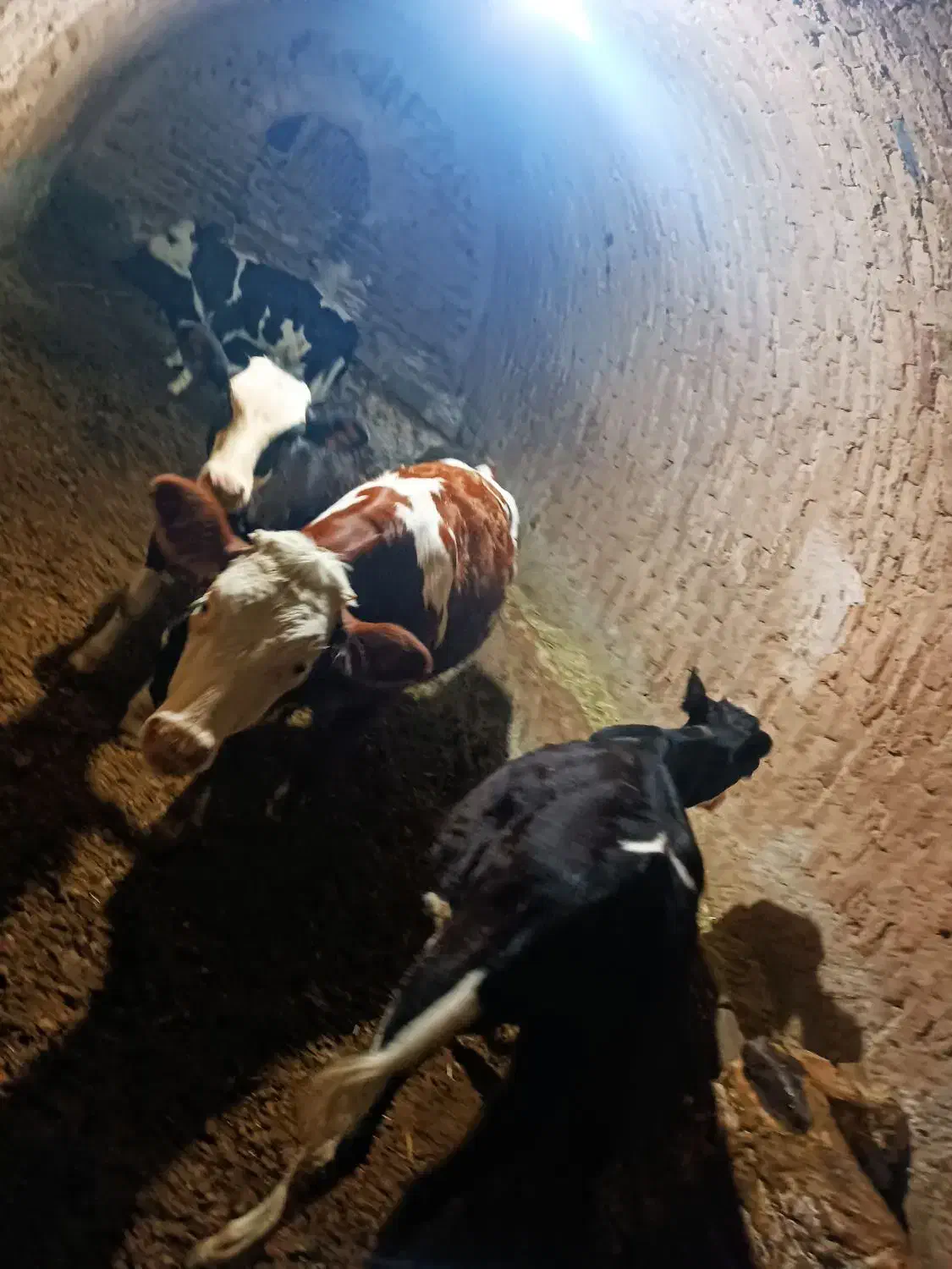 گاو شکم دوم|حیوانات مزرعه|بلبان آباد, |دیوار