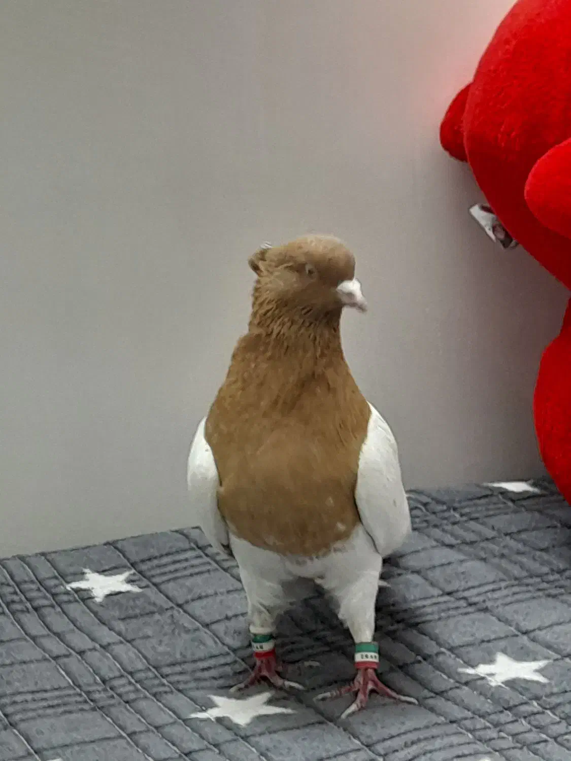 کفتر رنگه پرشی|پرنده|مشهد, تلگرد|دیوار