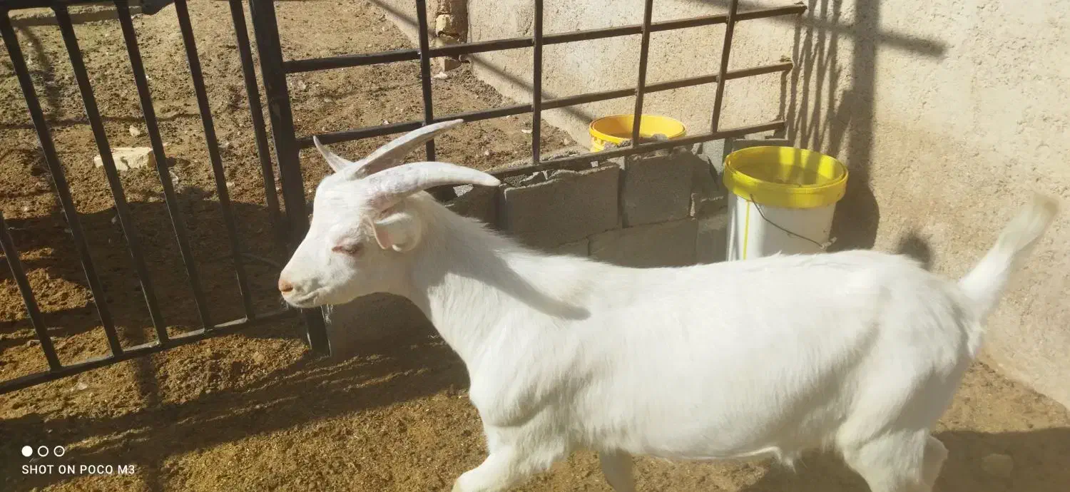 فروش کهره سانن اصل|حیوانات مزرعه|مرودشت, محمد آباد|دیوار