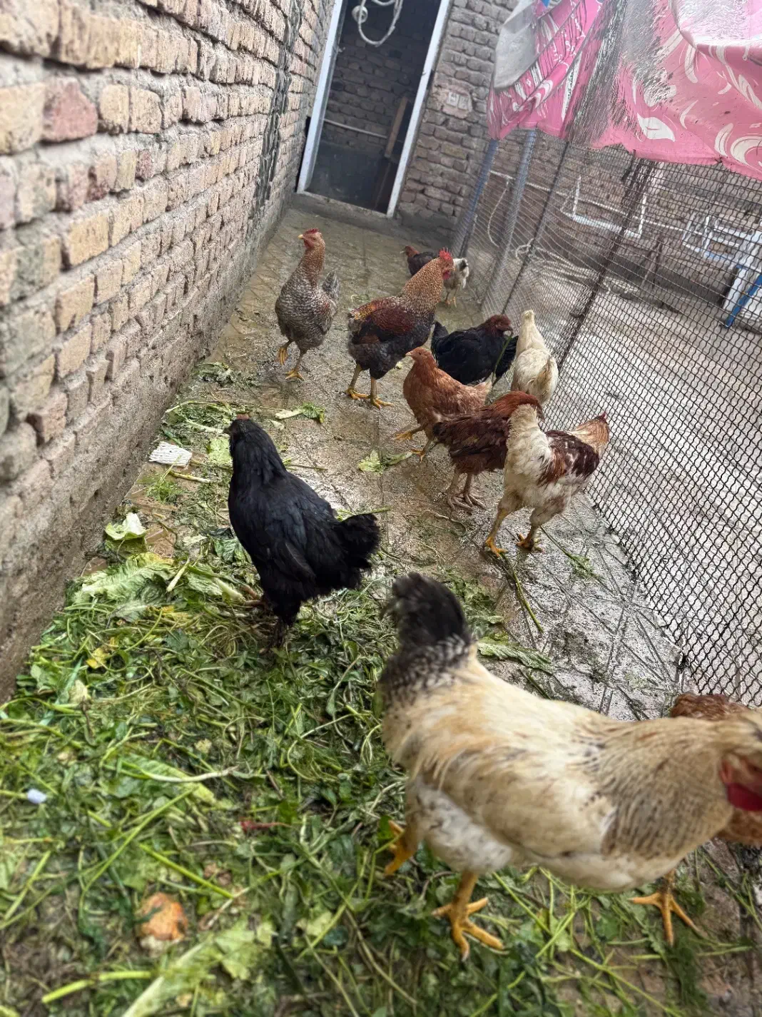 مرغ و خروس محلی سالم و سرحال آماده برای چله|حیوانات مزرعه|ماکو, |دیوار