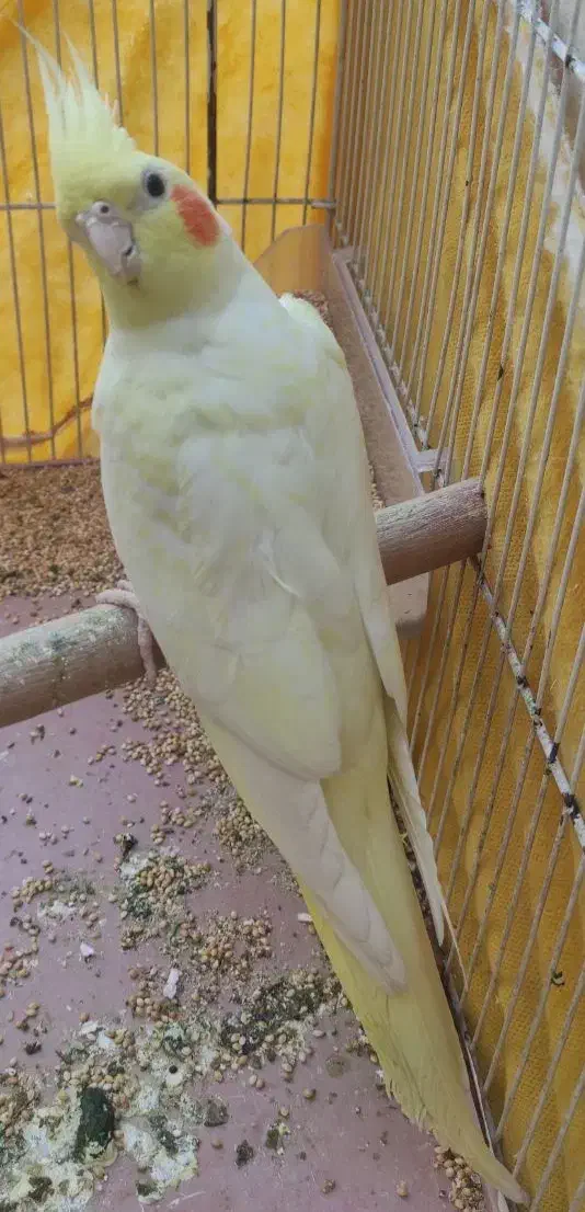 عروس هلندی نر چشم قرمز|پرنده|کارون, |دیوار