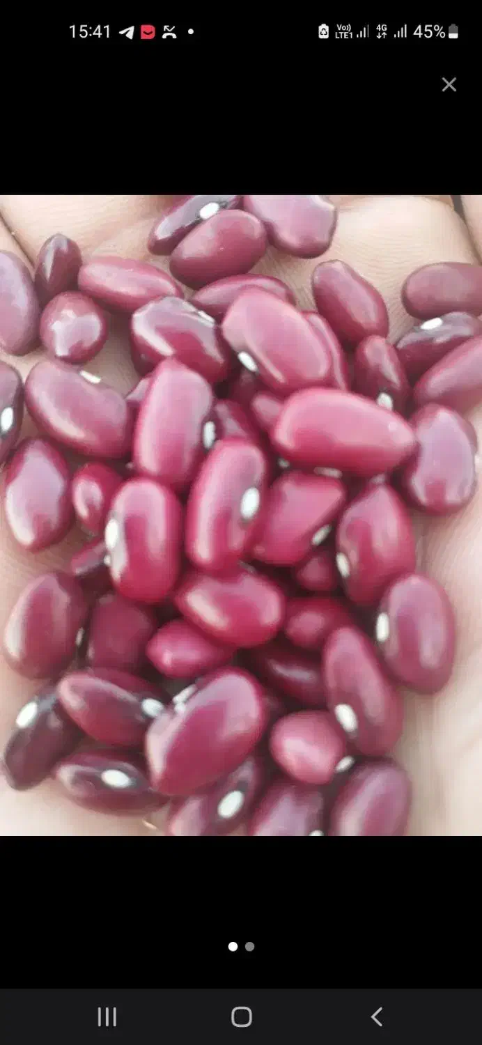 لوبیا قرمز|خوردنی و آشامیدنی|اردل, |دیوار