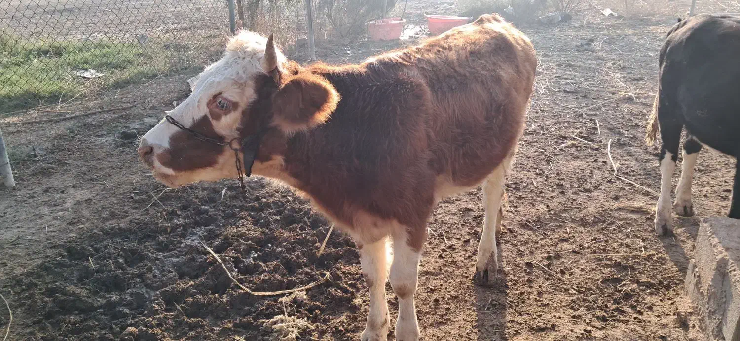 گاو و گوساله|حیوانات مزرعه|سوسنگرد, |دیوار