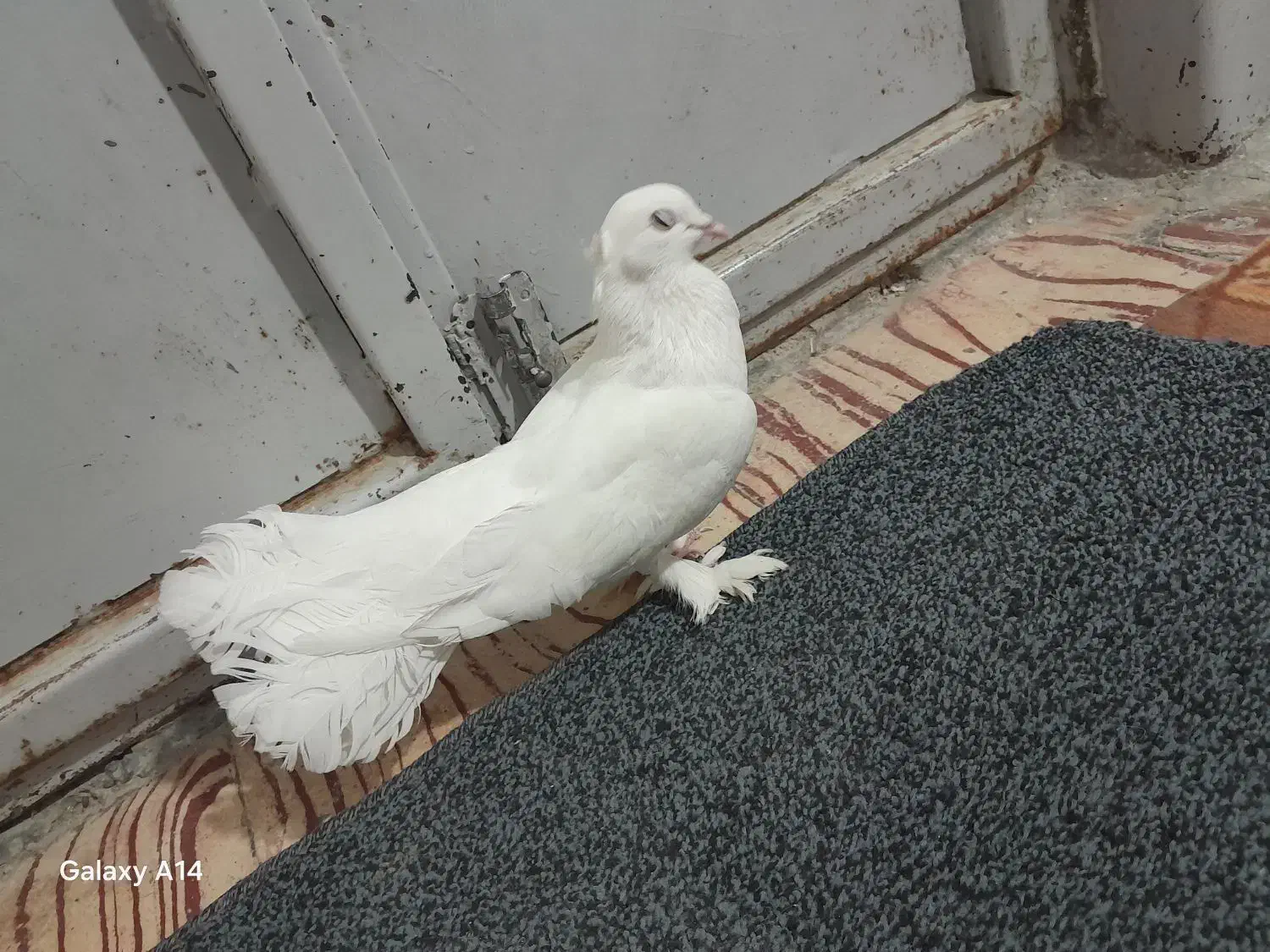 کفتر دوم چتری پاپرکاکلی|پرنده|کوه چنار, |دیوار