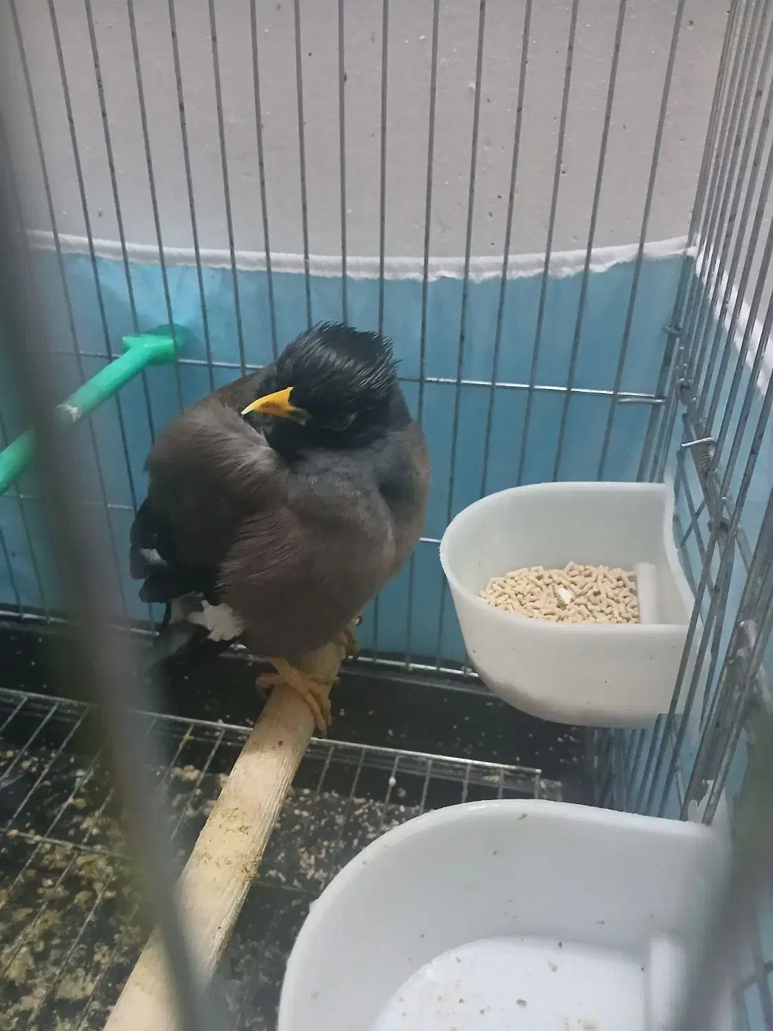 مرغ مینا|پرنده|سبزوار, امیر کبیر|دیوار