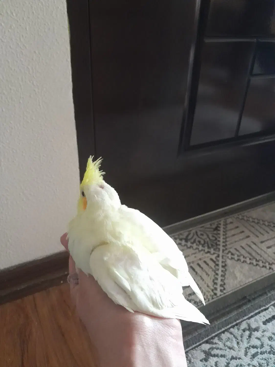 جوجه عروس هلندی|پرنده|شاهین‌شهر, طالقانی|دیوار