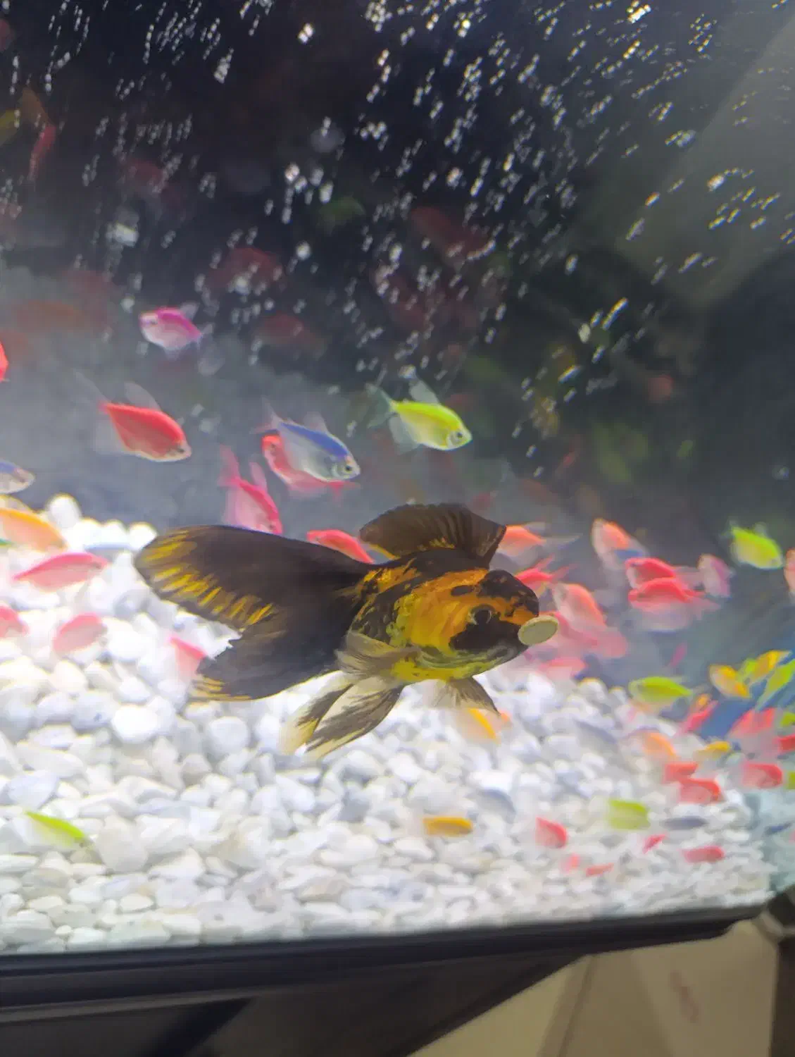 ماهی گلدفیش|ماهی|مبارکه, |دیوار