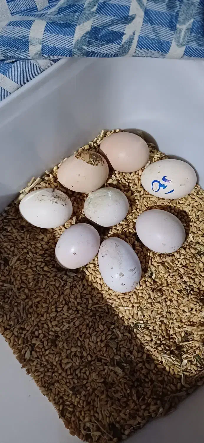 تخم مرغ لاری|حیوانات مزرعه|دهگلان, |دیوار