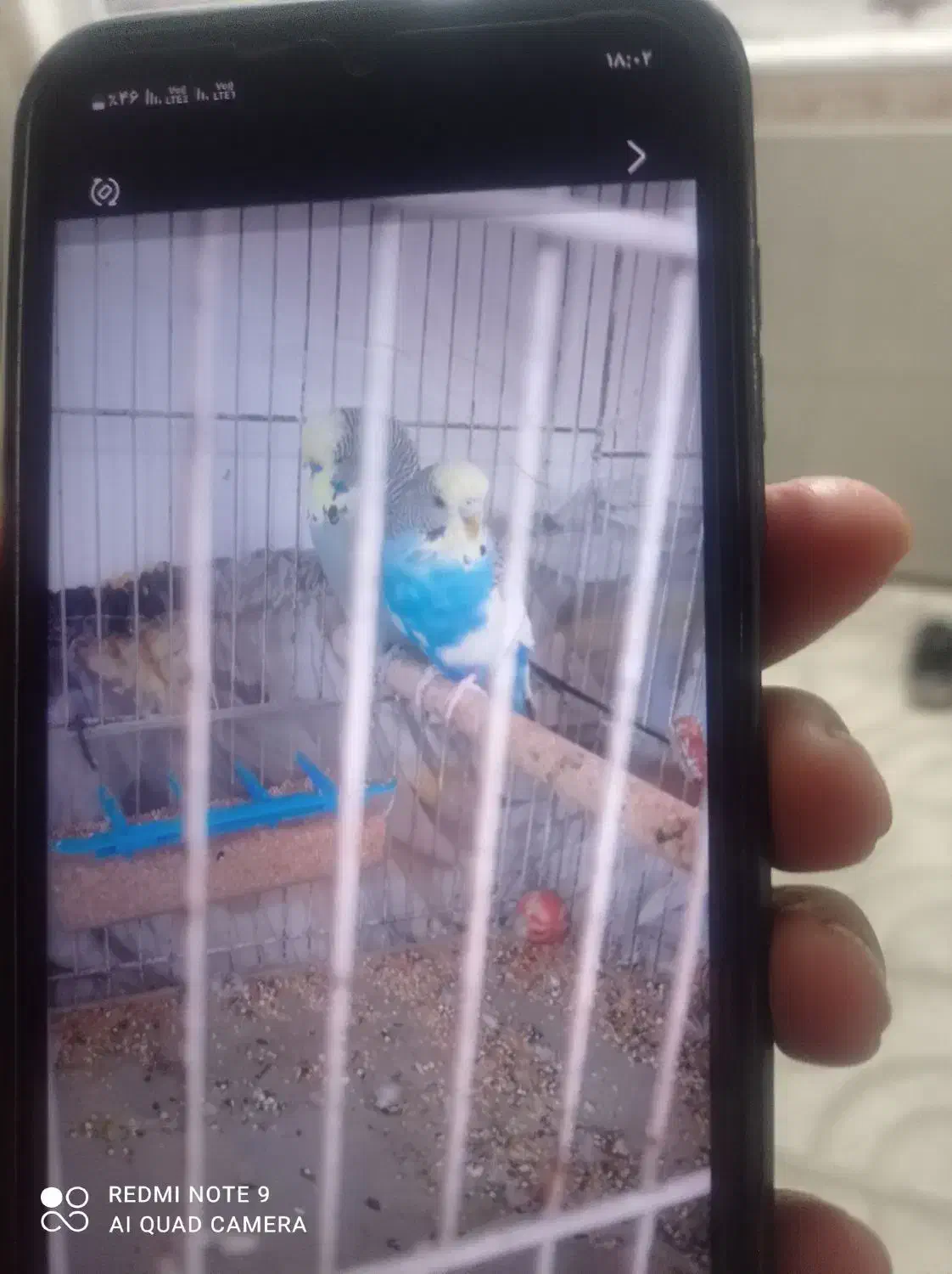 مرغ عشق انگلیسی|پرنده|چناران, |دیوار