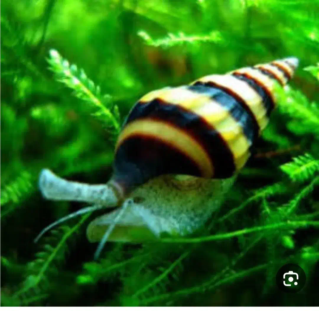 حلزون کلیر|ماهی|زنجان, |دیوار