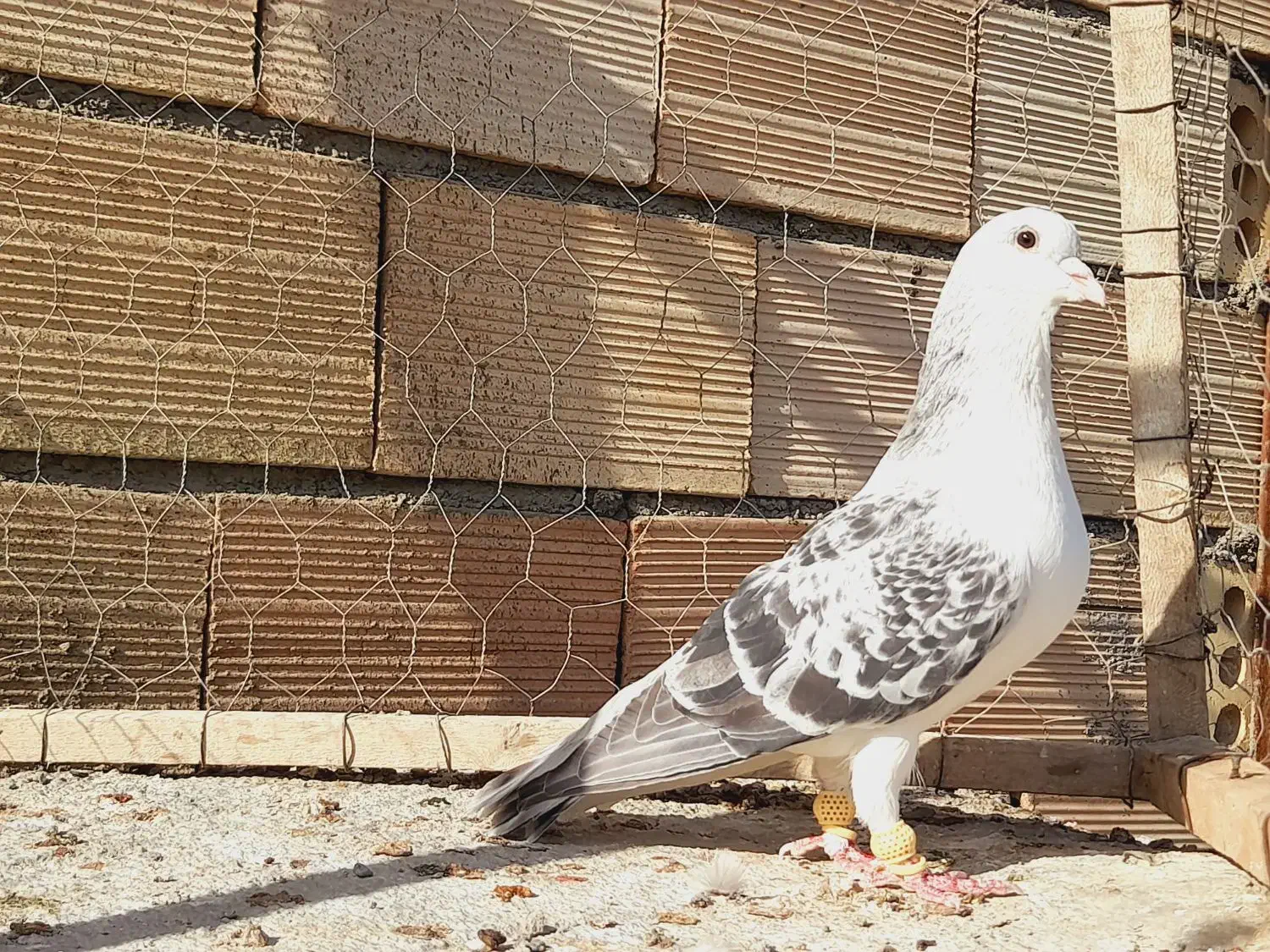 نرراست کلاغ دوم اس اس شقه|پرنده|مشهد, انقلاب|دیوار