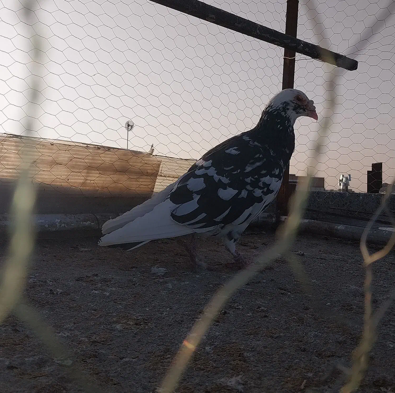 کبوتر 3 عدد|پرنده|تربت جام, والفجر|دیوار