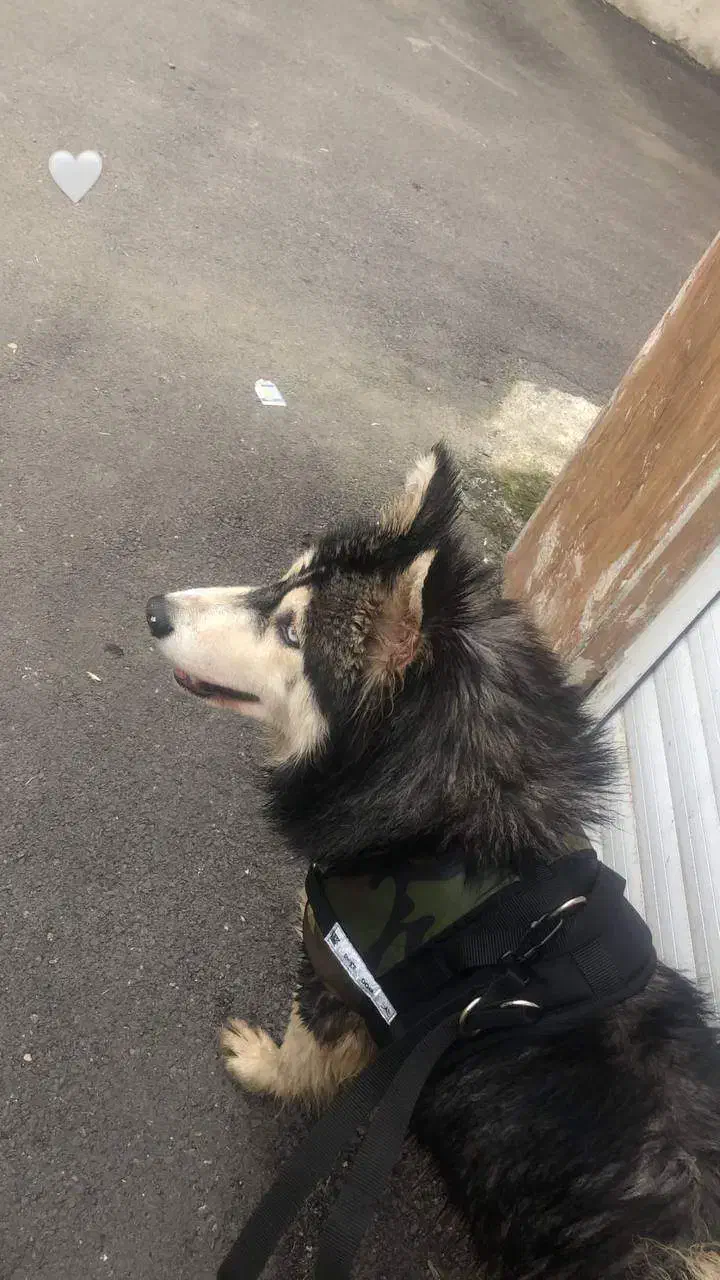 سگ هاسکی مالاموت نر قیمت مناسب|سگ|رشت, فلسطین|دیوار