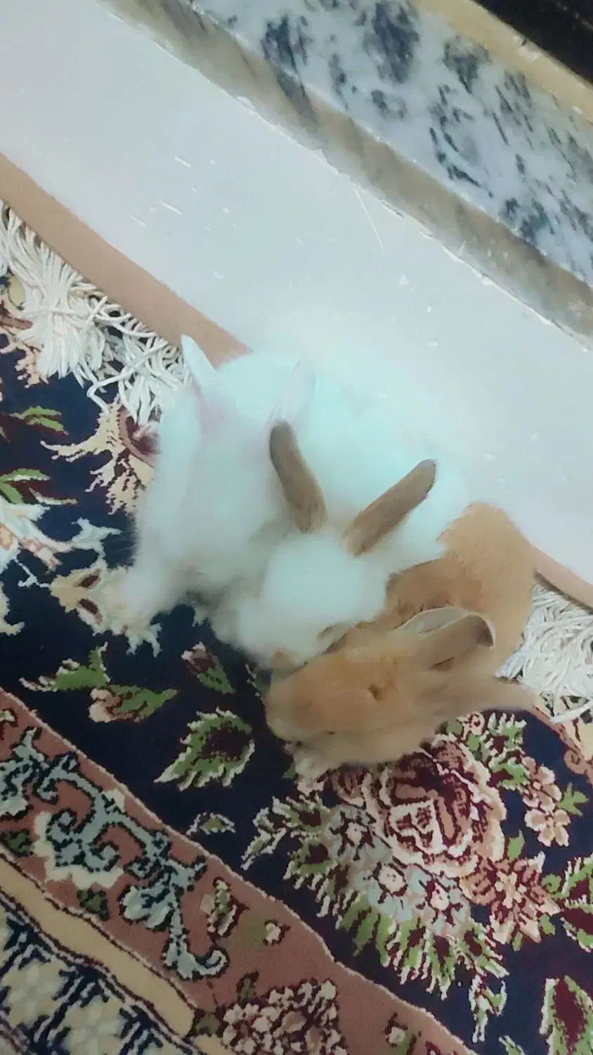 خرگوش|موش و خرگوش|نقده, |دیوار