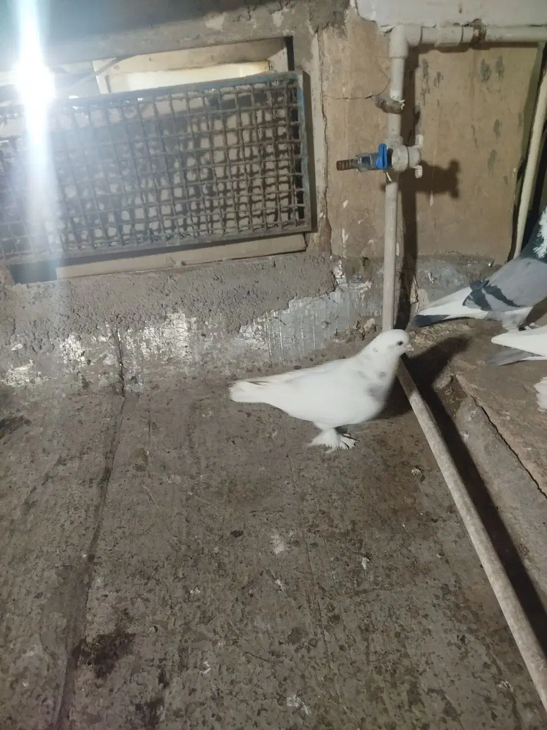 کفتر نر|پرنده|قم, چهار مردان|دیوار