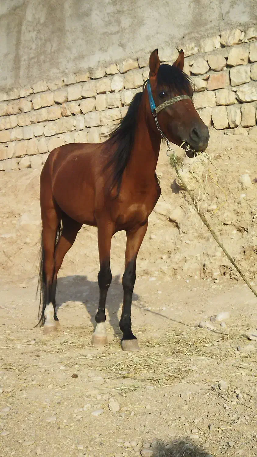اسب عرب|اسب و تجهیزات اسبسواری|کوهدشت, |دیوار