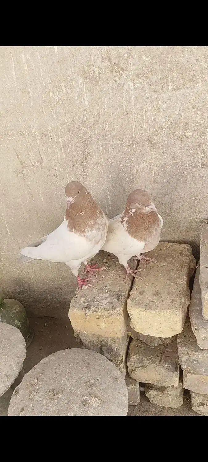 کفتر‌|پرنده|اصفهان, شهرک کاوه|دیوار