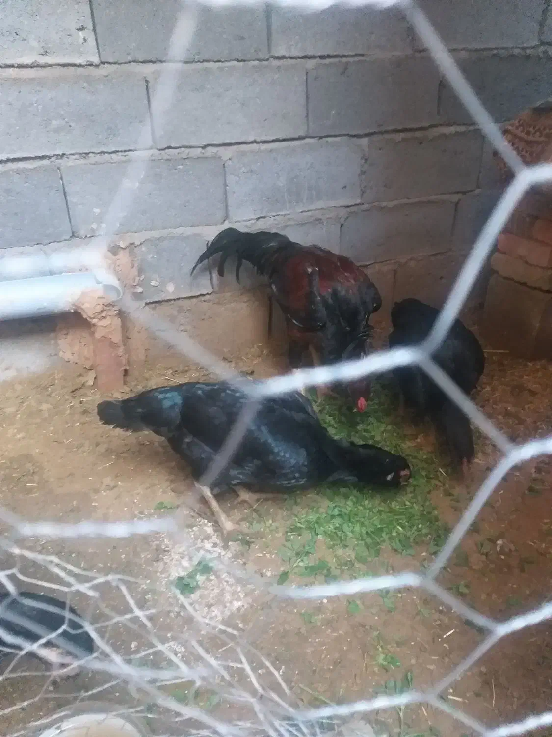 خروس لاری|حیوانات مزرعه|باروق, |دیوار