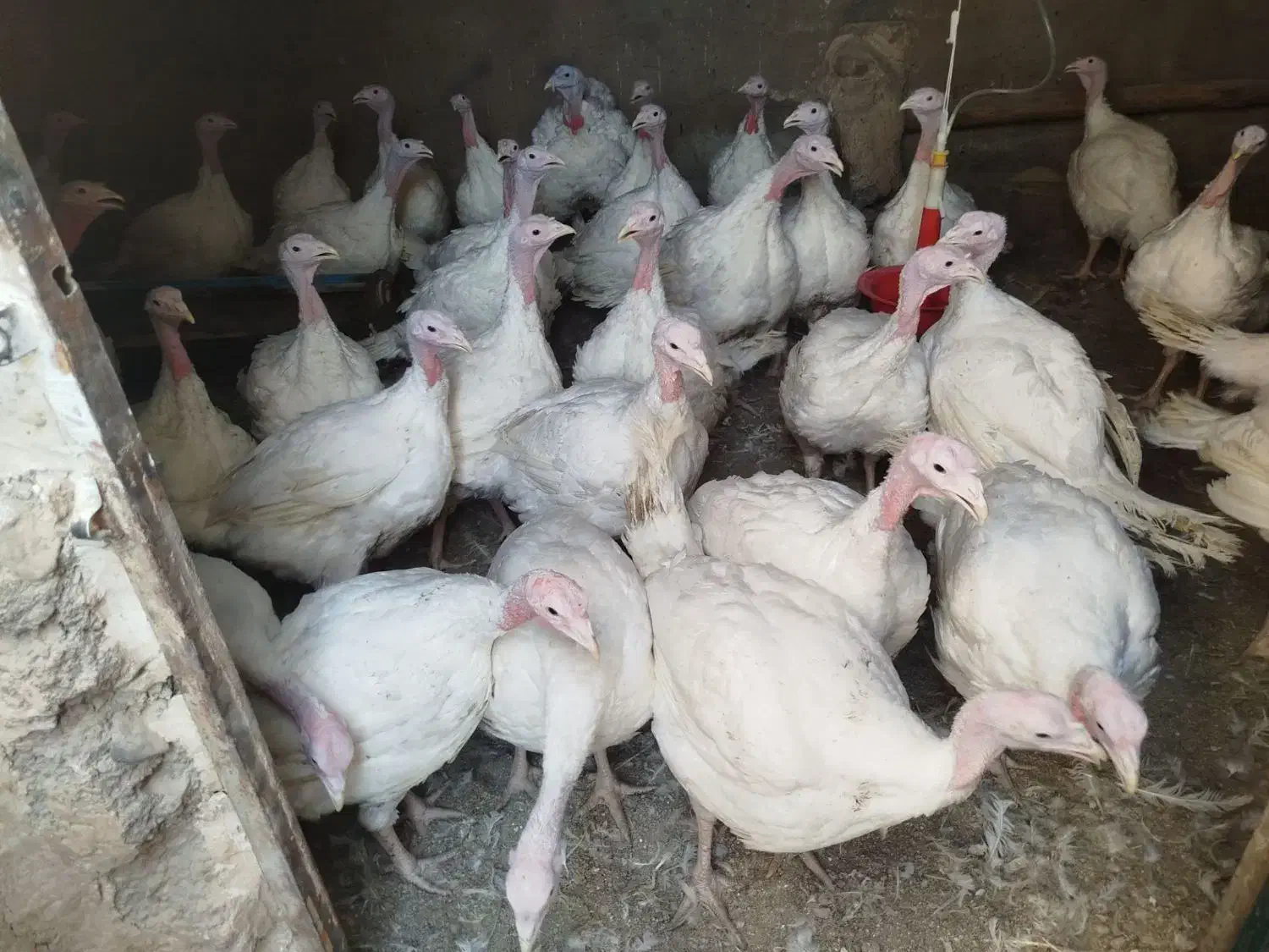 بوقلمون کشتار|حیوانات مزرعه|خواف, |دیوار