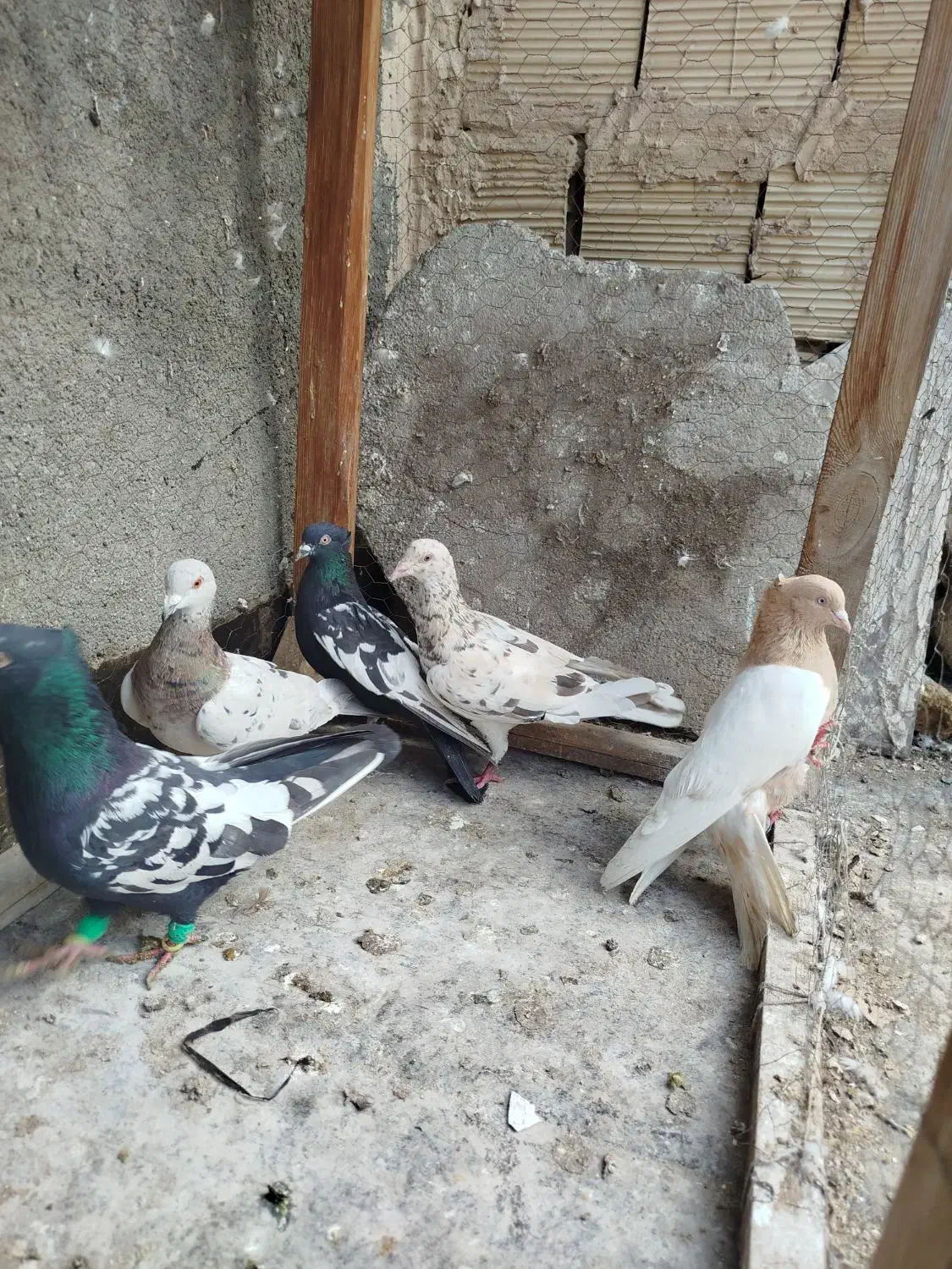 کفتر|پرنده|مشهد, فریزی|دیوار