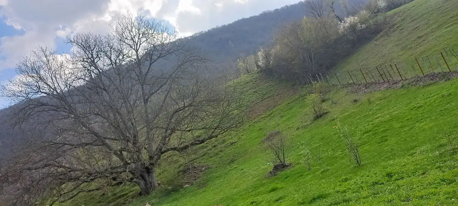 ۴ هزار متر زمین(باغ گردو)|فروش زمین و ملک کلنگی|برهسر, |دیوار