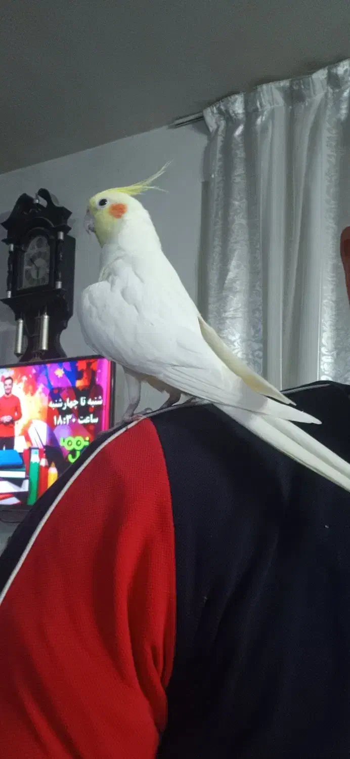 عروس هلندی دستی نر|پرنده|کازرون, |دیوار