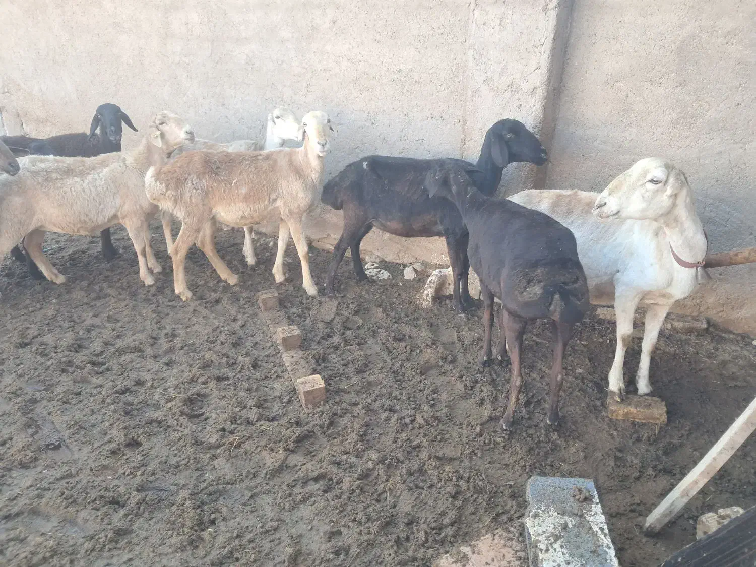 میش افغان|حیوانات مزرعه|مرودشت, تخت جمشید|دیوار