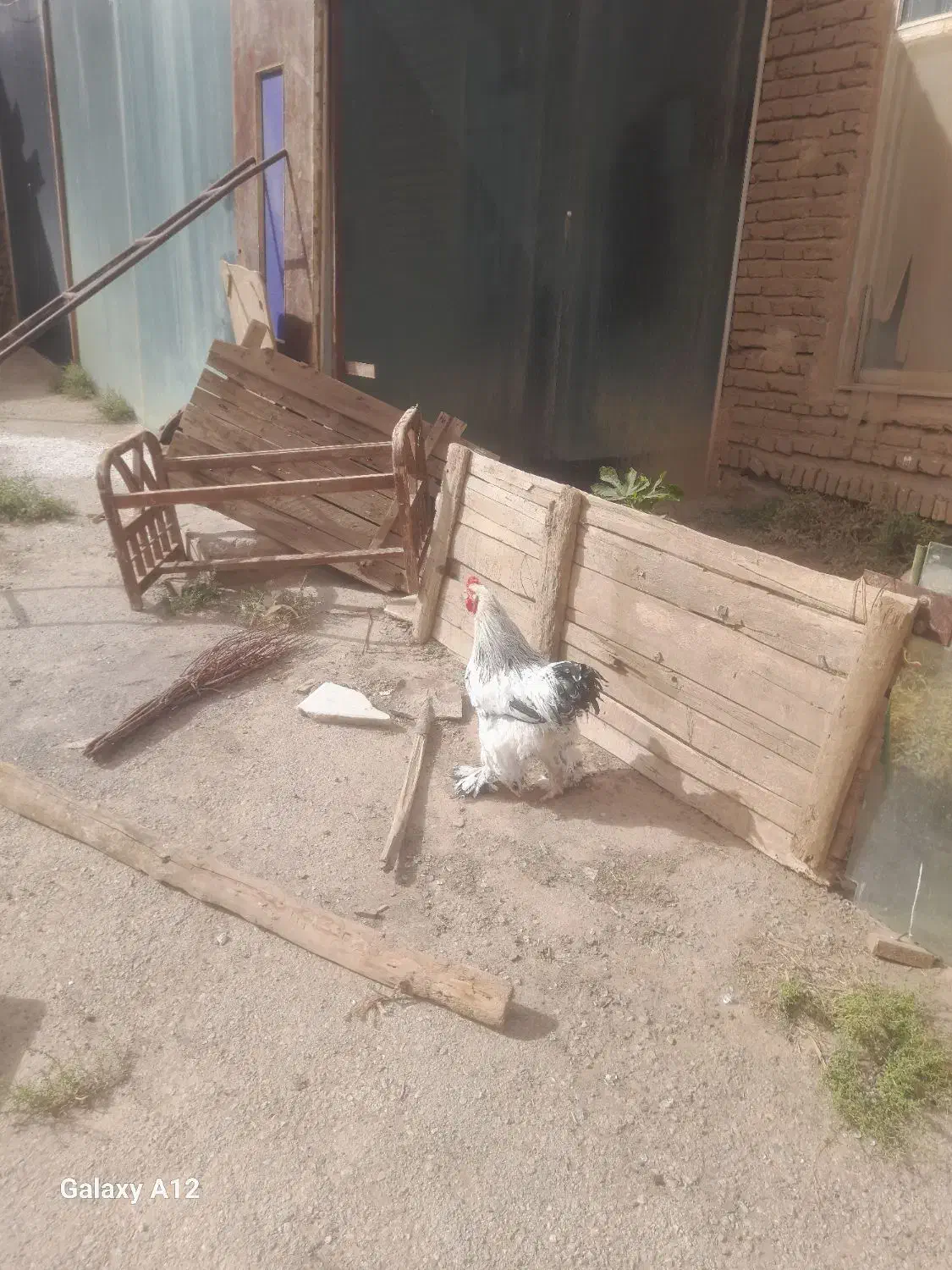 جفت برهما|حیوانات مزرعه|خواجه, |دیوار