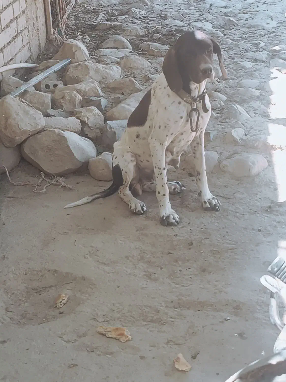 سگ شکاری حرفه ای|سگ|گلی داغ, |دیوار