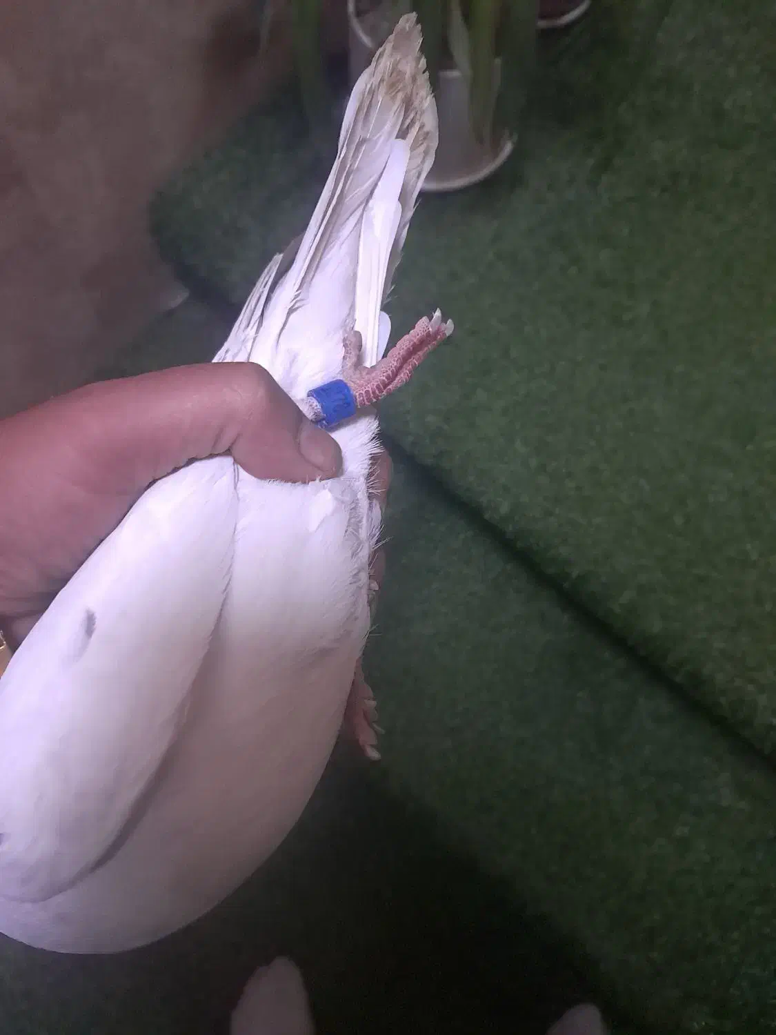 پلاکی سفید شکار|پرنده|شاهین‌شهر, گزبرخوار|دیوار