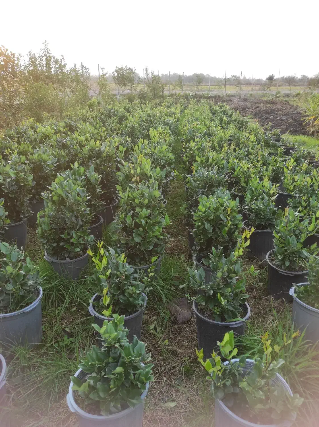 فروش یاس هلندی|گل و گیاه طبیعی|رودسر, |دیوار