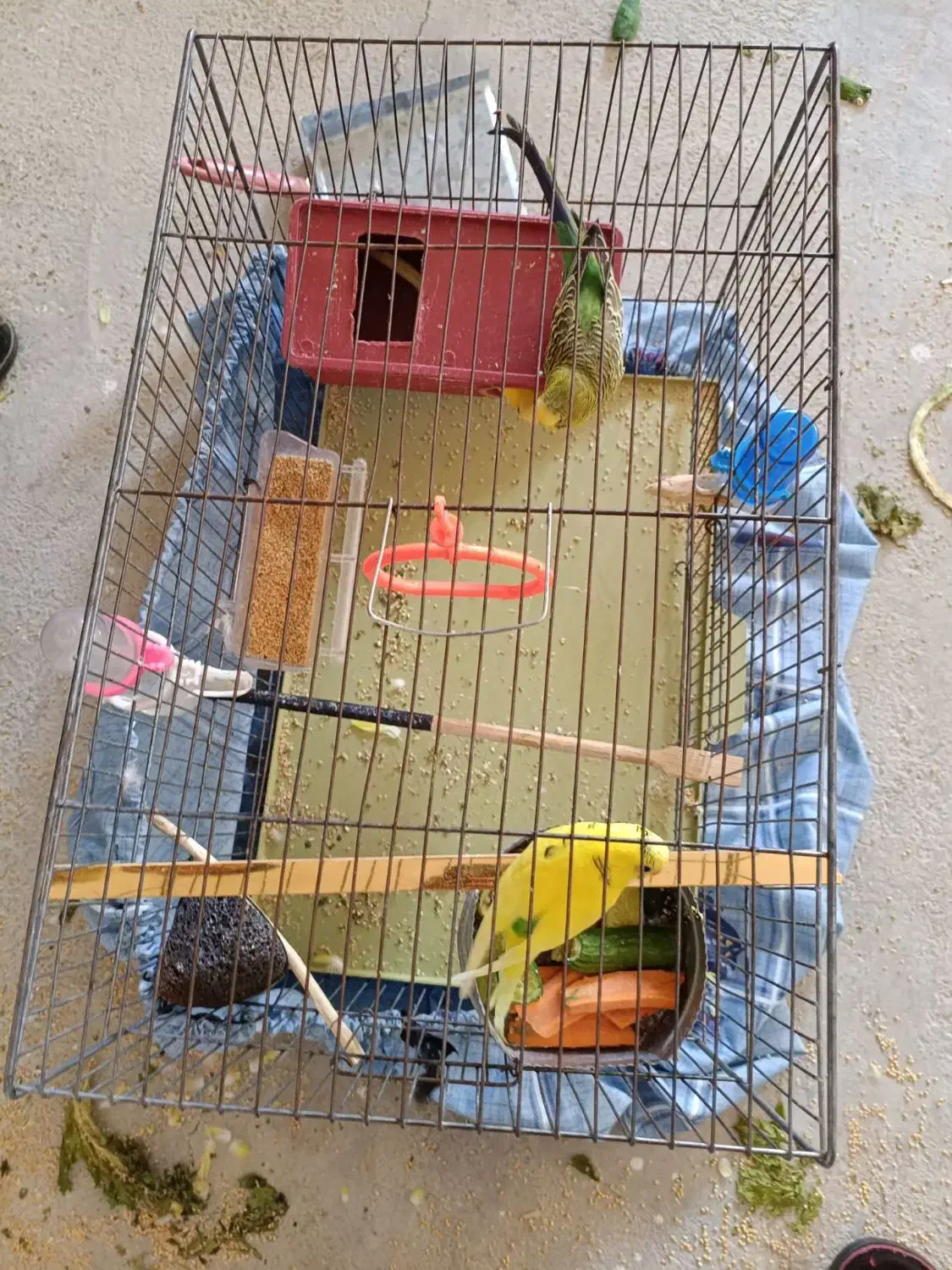 مرغ عشق|پرنده|روانسر, |دیوار