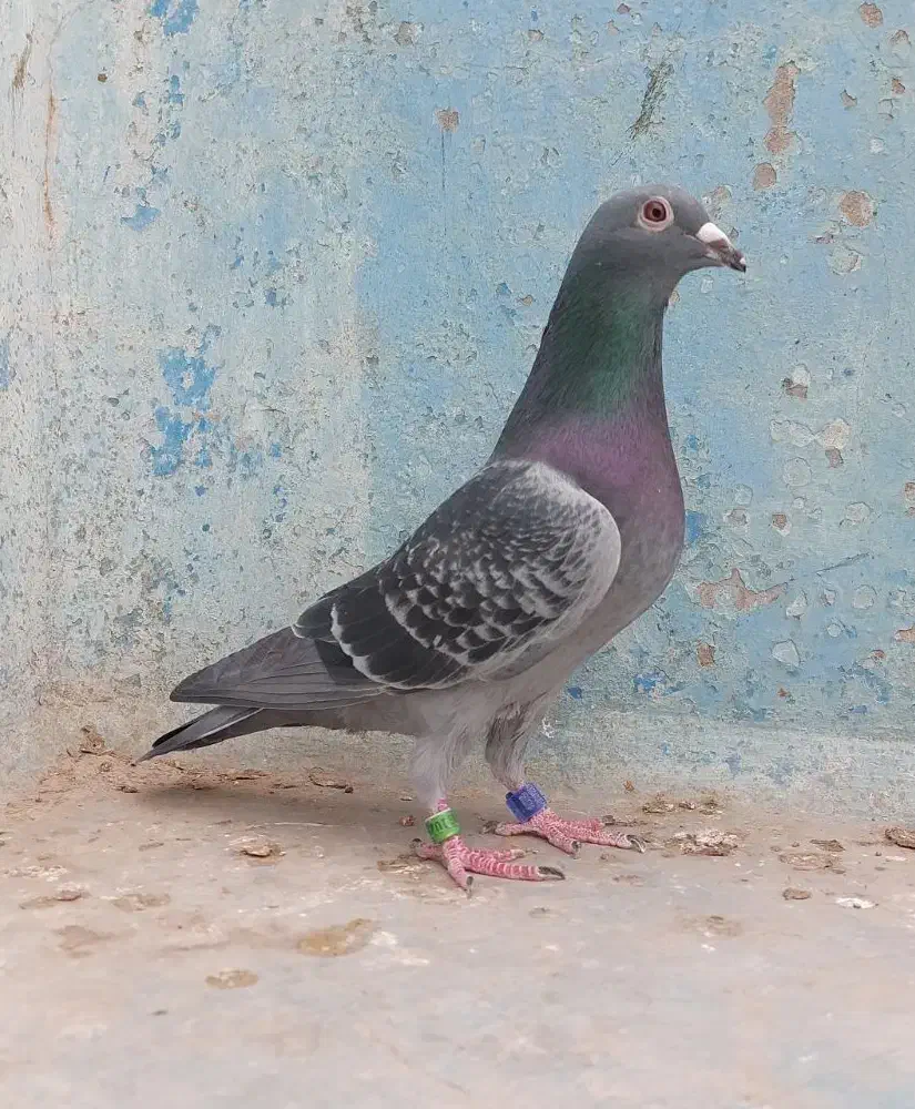 پلاکی عراق مسابقاتی درجه یک|پرنده|اهواز, کمپلو شمالی|دیوار